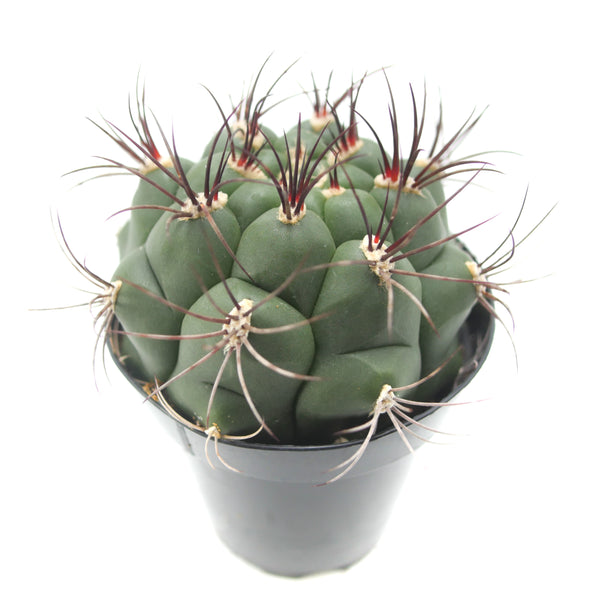 Gymnocalycium saglione | Giant Chin Cactus - Lazy Gardens