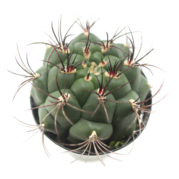 Gymnocalycium saglione | Giant Chin Cactus - Lazy Gardens