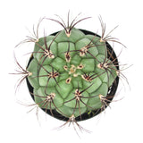 Giant Chin Cactus | Gymnocalycium saglione