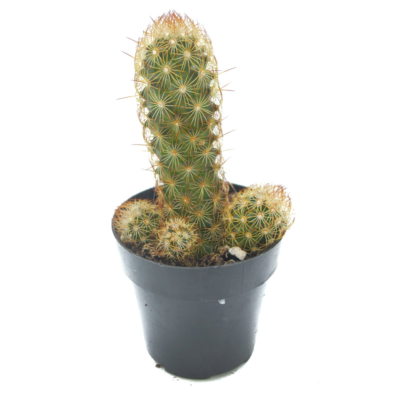 Copper King Cactus | Mammillaria elongata
