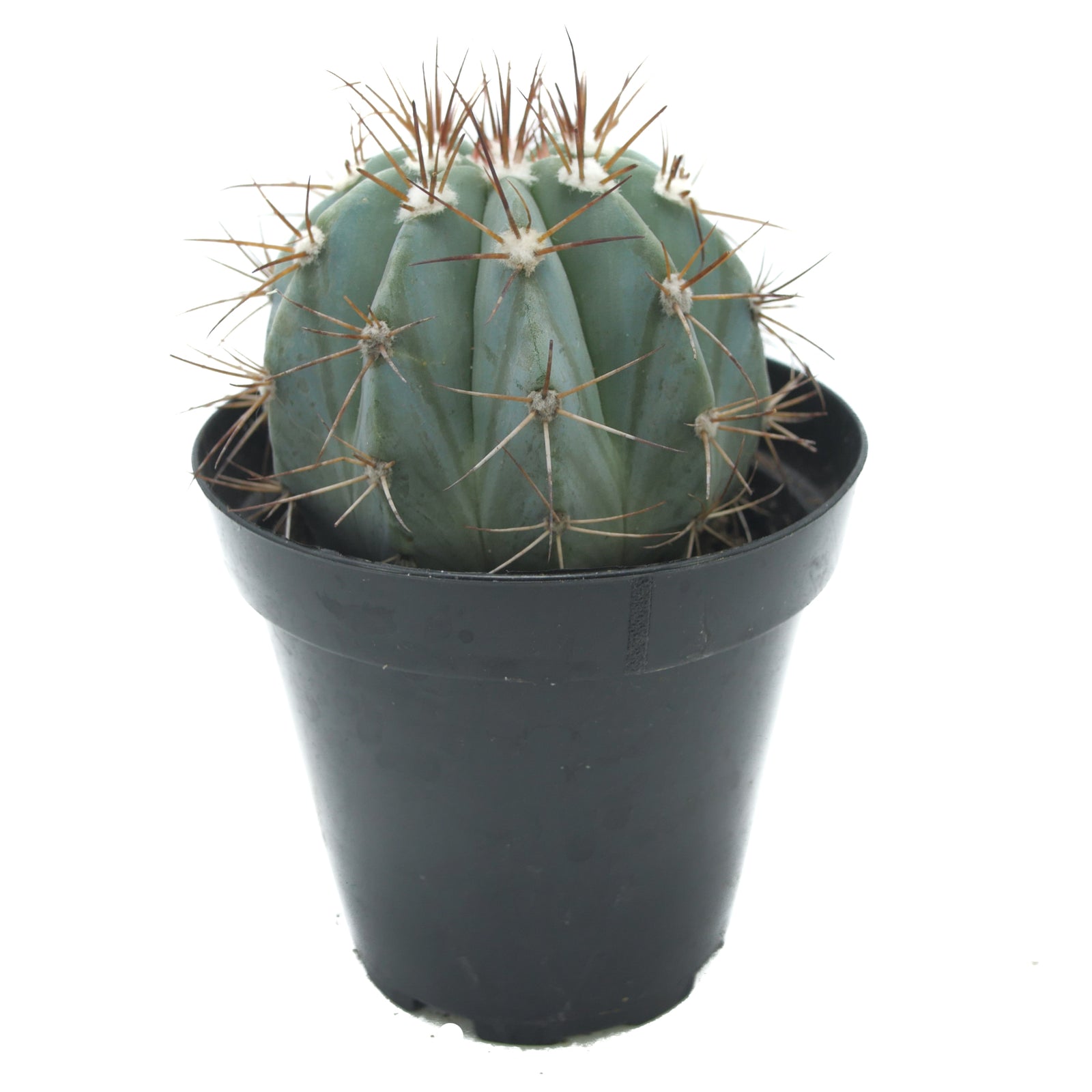 Melocactus azureus