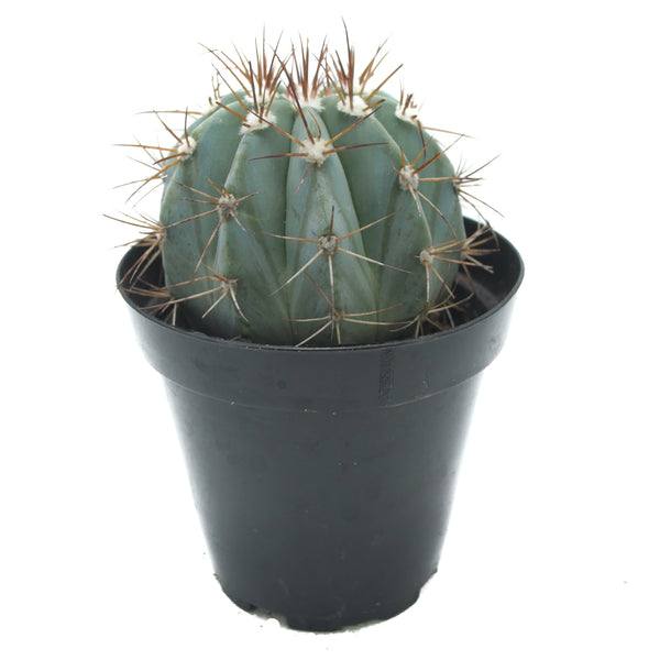 Melocactus azureus | Turks Cap Cactus - Lazy Gardens