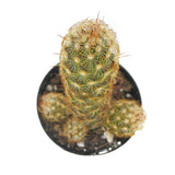 Copper King Cactus | Mammillaria elongata