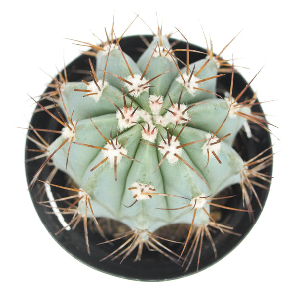 Melocactus azureus | Turks Cap Cactus - Lazy Gardens