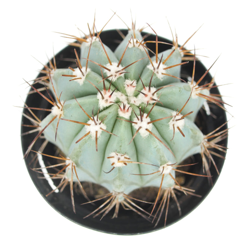 Turks Cap Cactus | Melocactus azureus