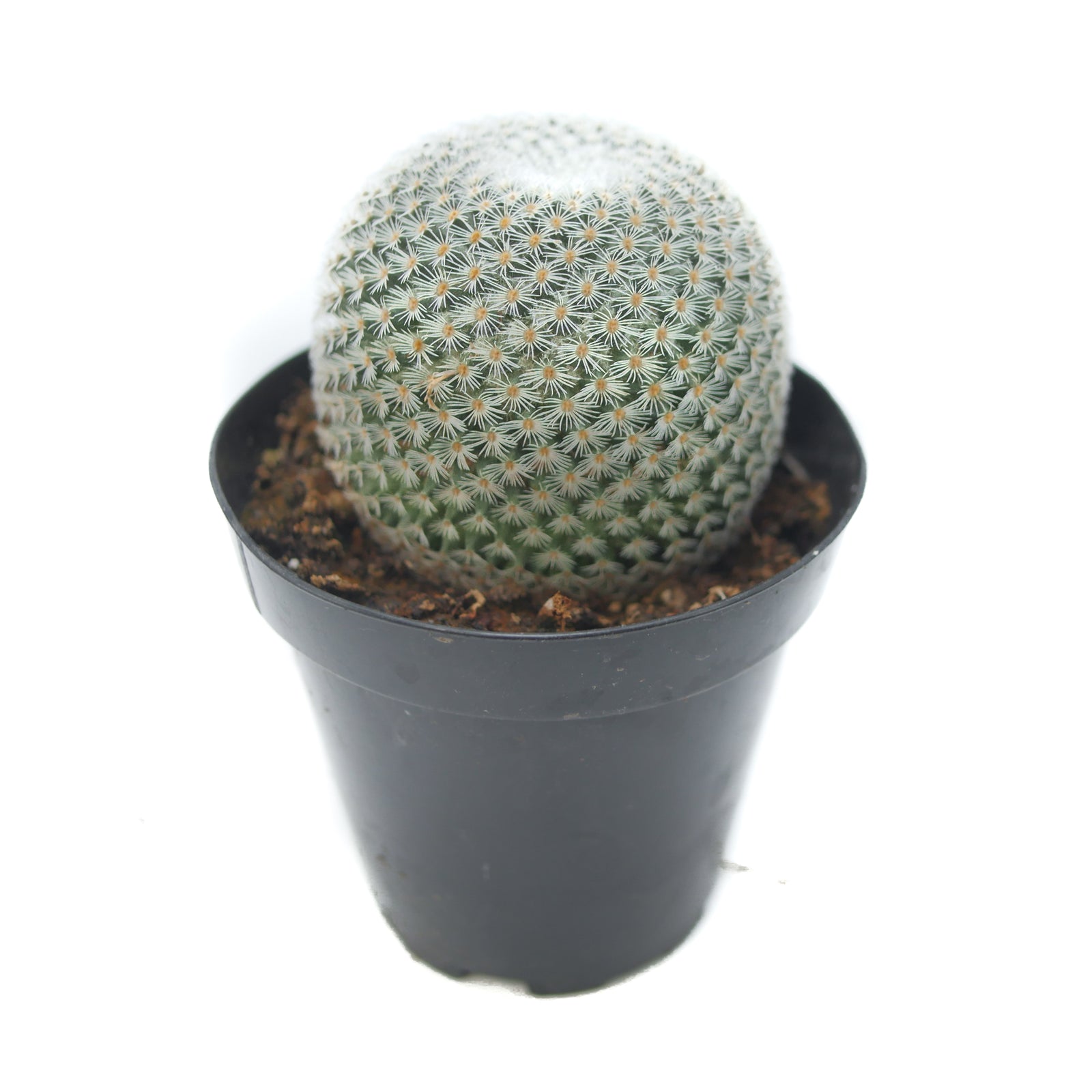 Mammillaria Elegans