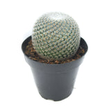 Elegans Cactus | Mammillaria Elegans