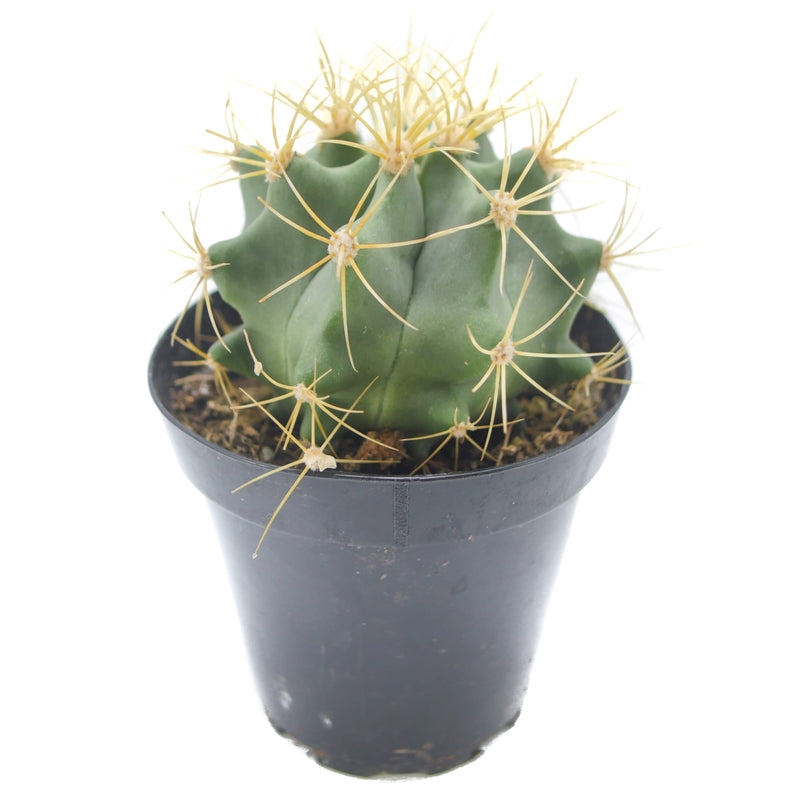 Blue Barrel Cactus | Ferocactus glaucescens