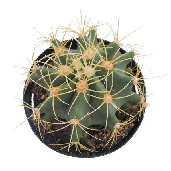 Blue Barrel Cactus | Ferocactus glaucescens