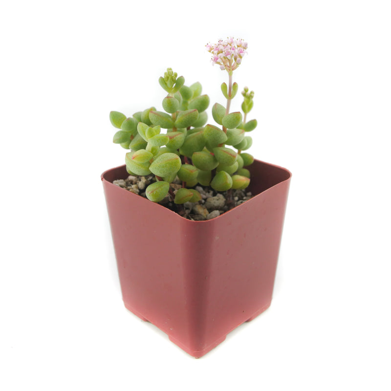 Crassula Brevifolia | Rockslab Crassula - Lazy Gardens