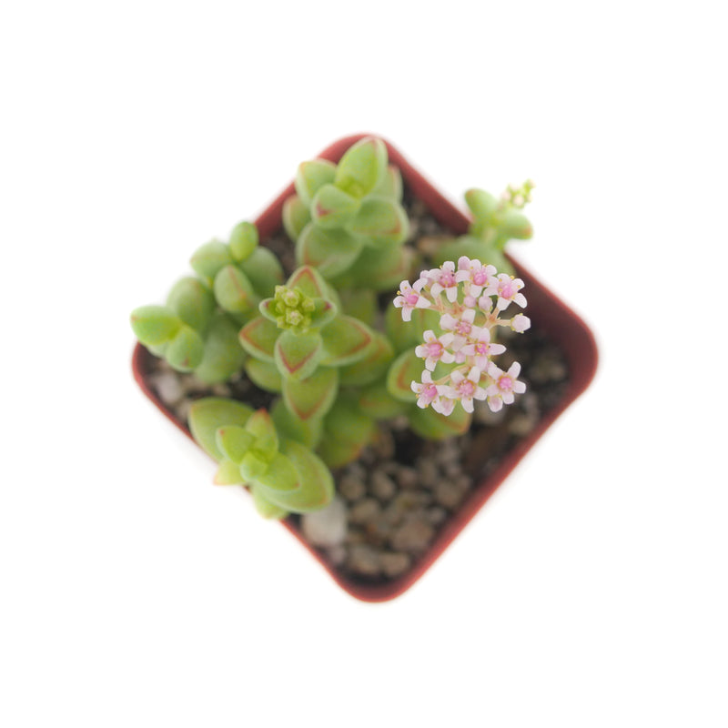 Crassula Brevifolia | Rockslab Crassula - Lazy Gardens