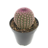 Rainbow Hedgehog Cactus | Echinocereus Rigidissimus