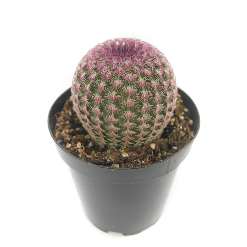 Rainbow Hedgehog Cactus | Echinocereus Rigidissimus