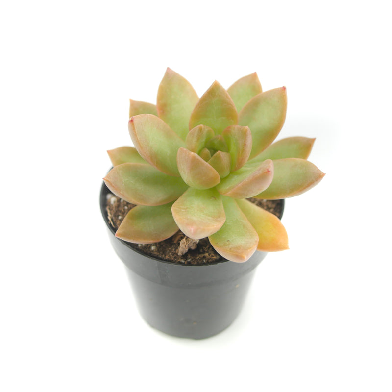 Sedum Adolphii | Golden Glow - Lazy Gardens