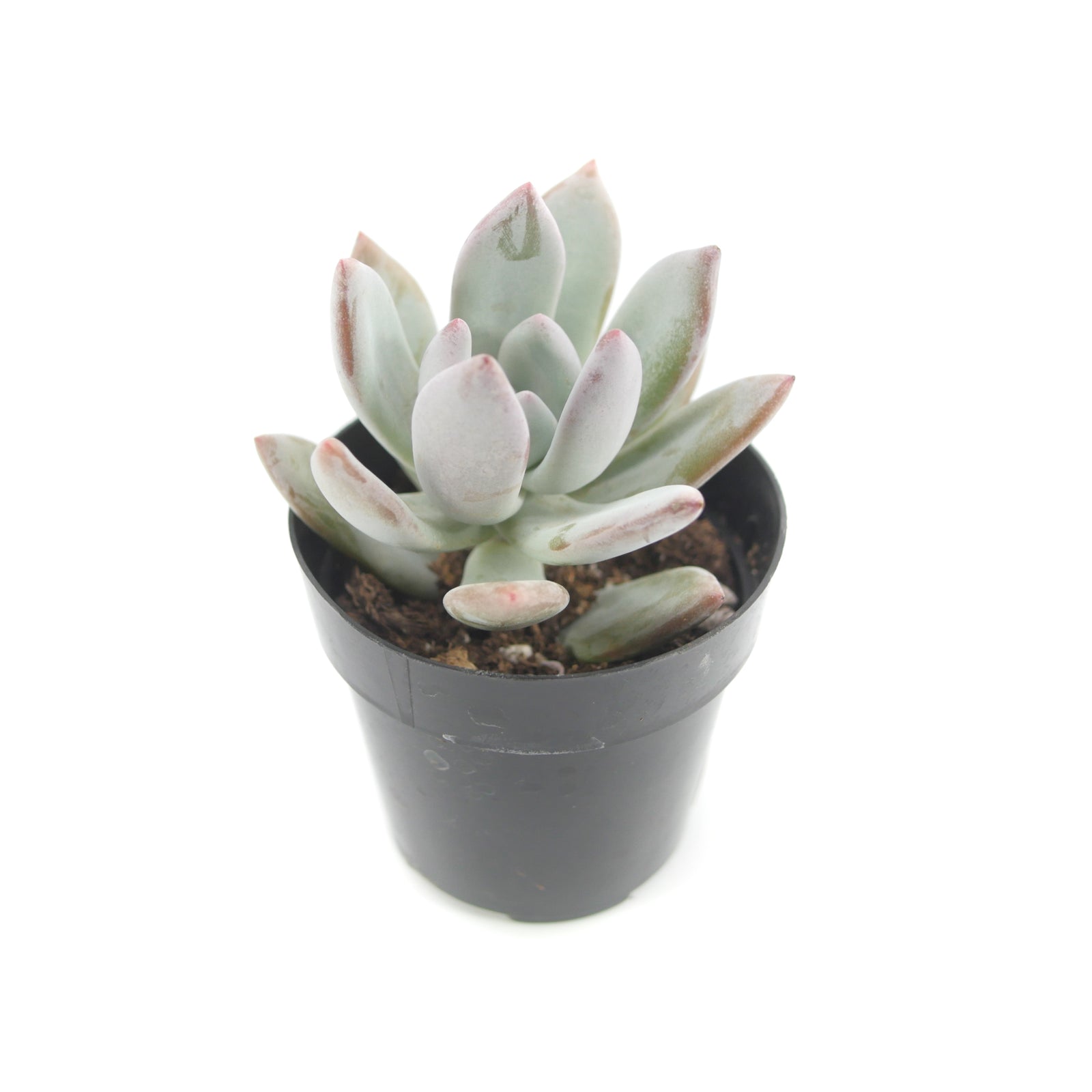 Pachyveria Powder Puff