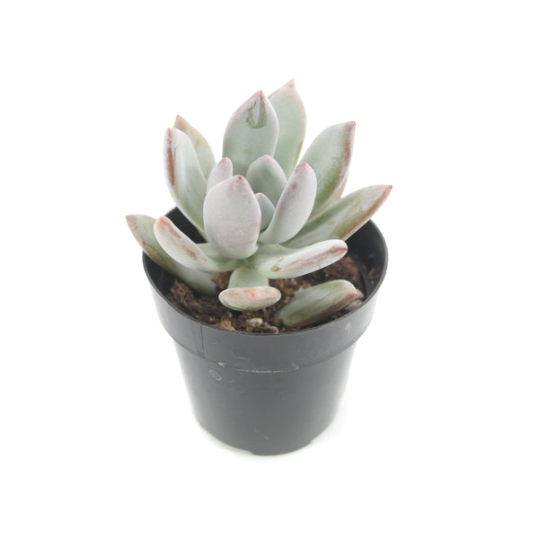 Pachyveria Powder Puff | Powder Puff - Lazy Gardens