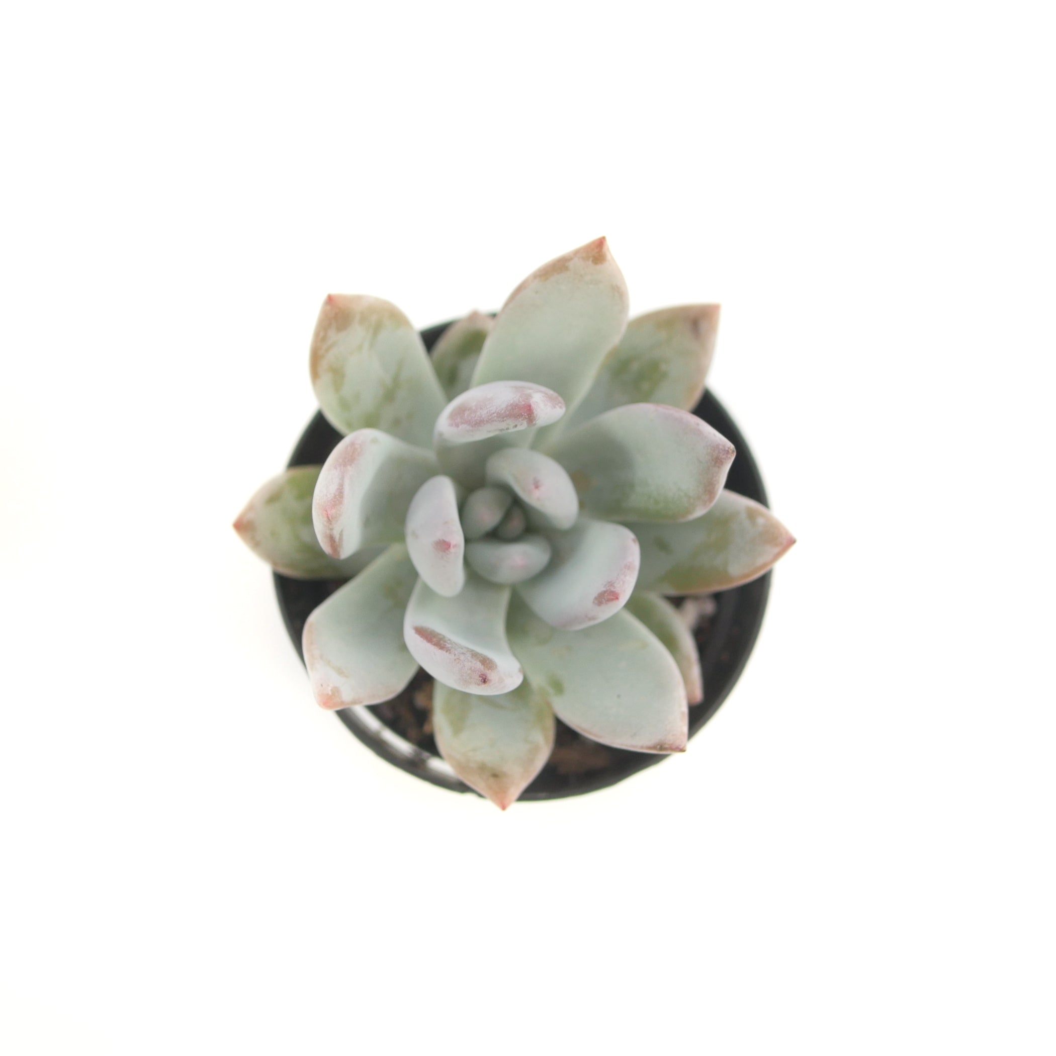 powder puff succulent Pachyveria Powder Puff