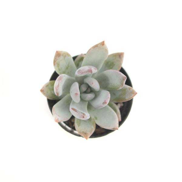 Pachyveria Powder Puff | Powder Puff - Lazy Gardens