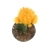 Moon Cactus Yellow | Gymnocalycium mihanovichii freidrichii