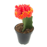 Gymnocalycium mihanovichii freidrichii | Moon Cactus Red & Yellow - Lazy Gardens