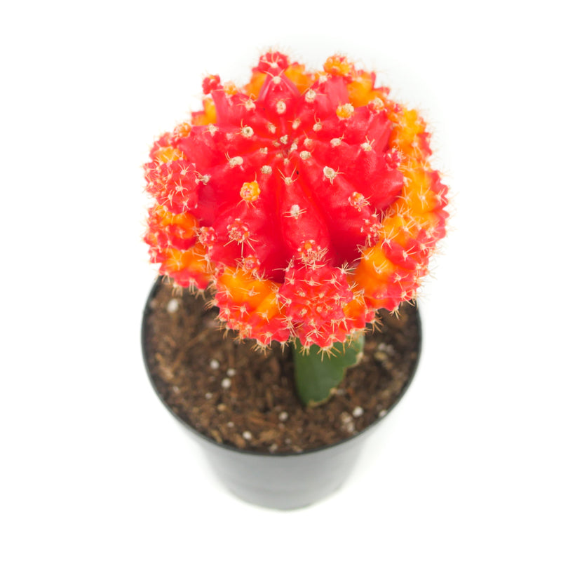 Gymnocalycium mihanovichii freidrichii | Moon Cactus Red & Yellow ...