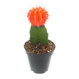Gymnocalycium mihanovichii freidrichii | Moon Cactus Orange - Lazy Gardens
