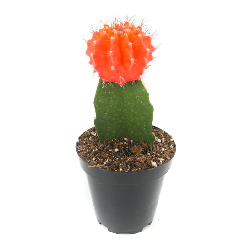 Moon Cactus Orange | Gymnocalycium mihanovichii freidrichii