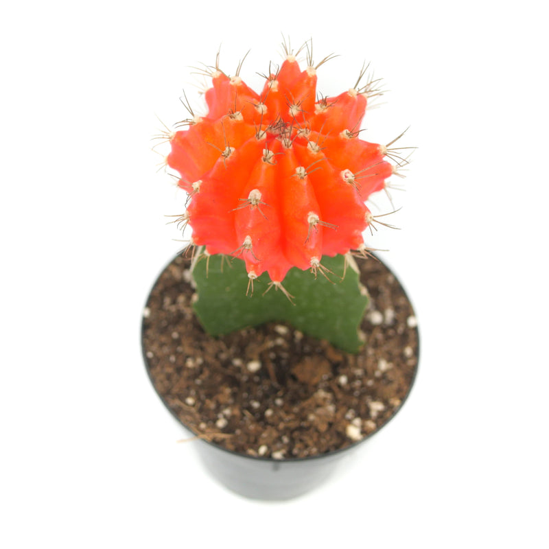 Moon Cactus Orange | Gymnocalycium mihanovichii freidrichii