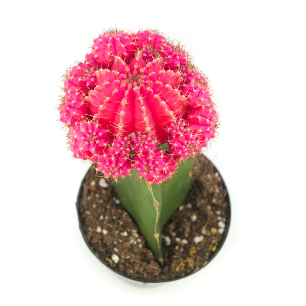 pink pencil cactus Gymnocalycium mihanovichii freidrichii