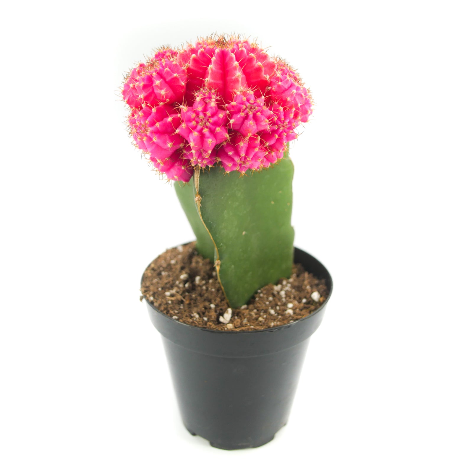 pink cactus succulent Gymnocalycium mihanovichii freidrichii