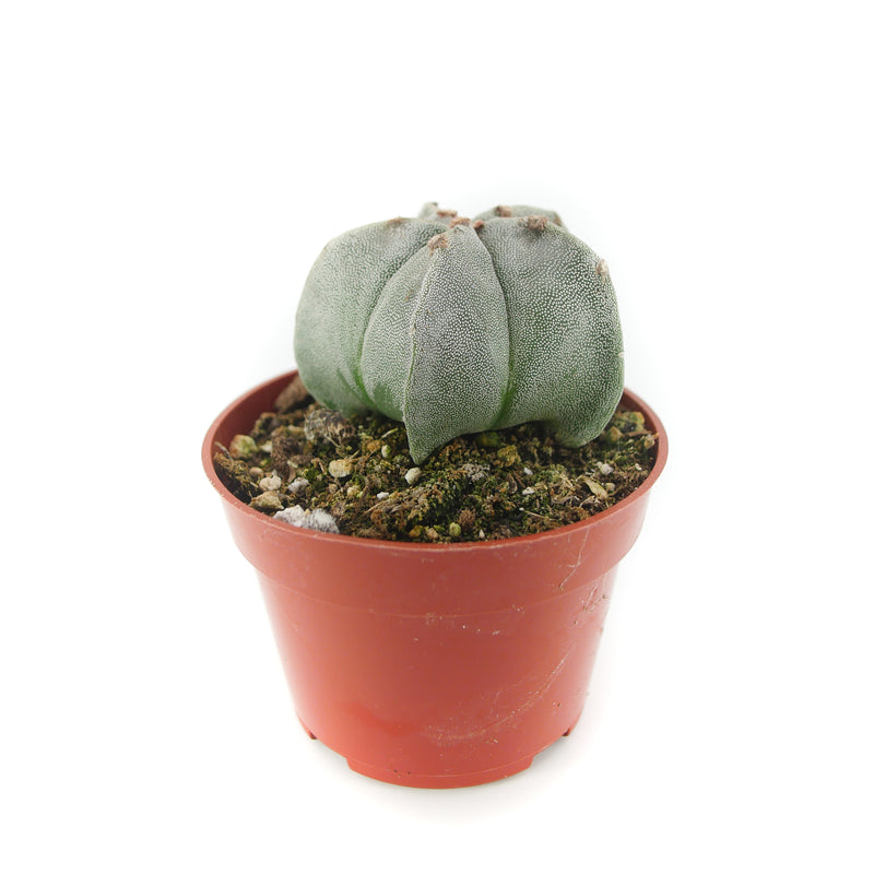 Bishop's Cap Cactus | Astrophytum myriostigma