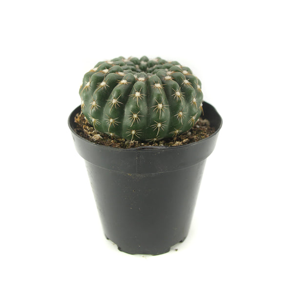 Notocactus Uebelmannianus | Parodia Werneri - Lazy Gardens