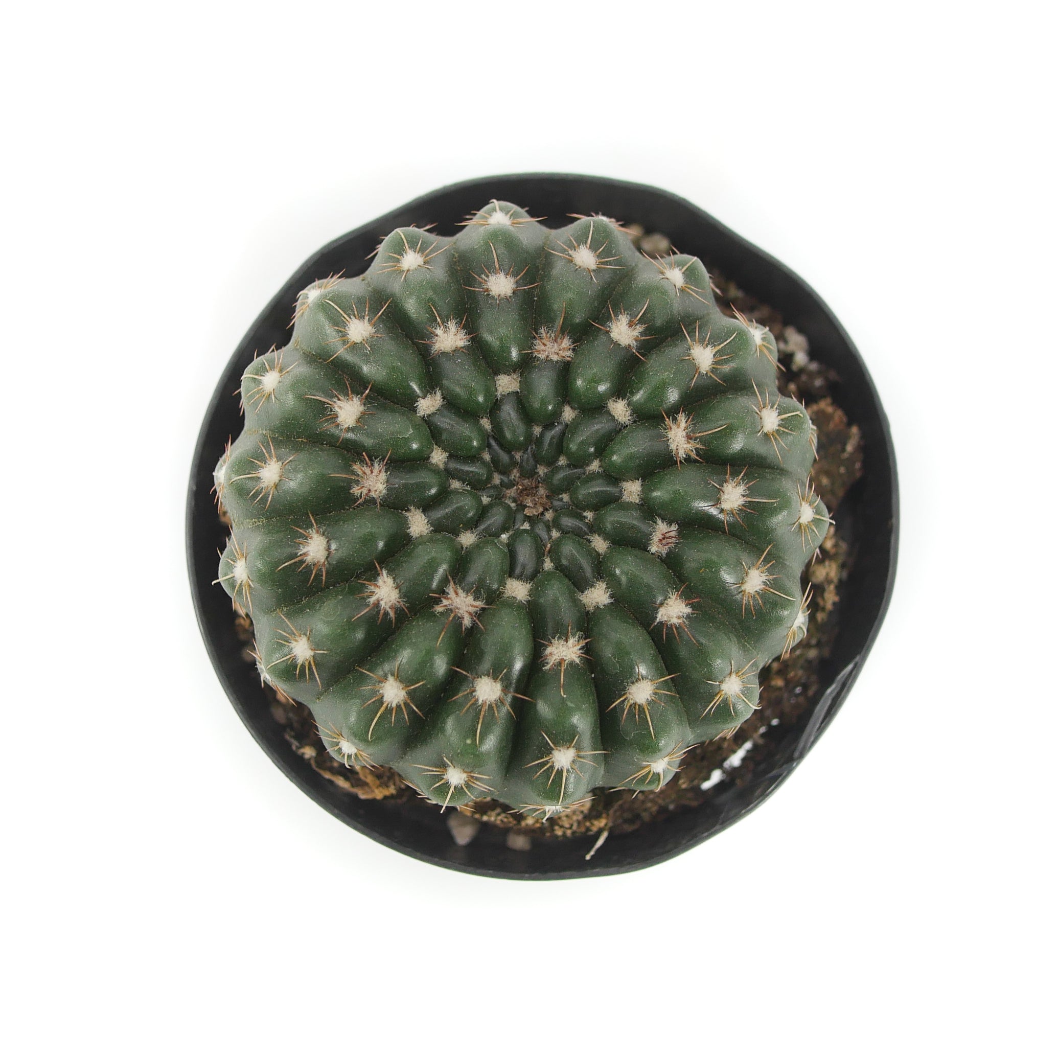 Notocactus Uebelmannianus