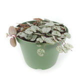Ceropegia Woodii | String of Hearts - Lazy Gardens