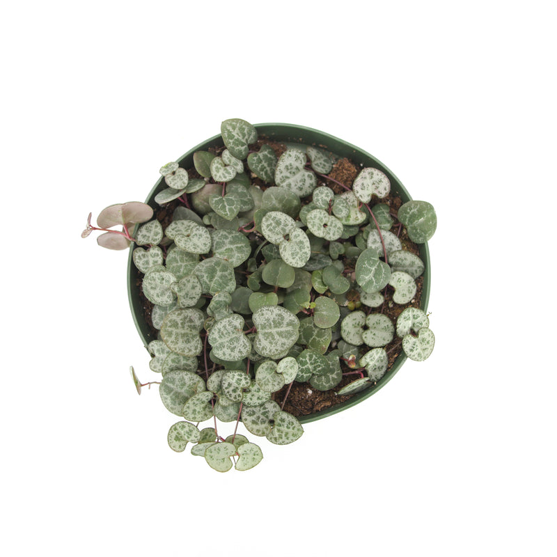 Ceropegia Woodii | String of Hearts - Lazy Gardens