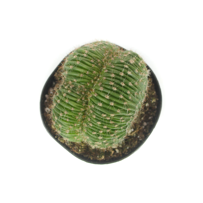 Rainbow Burst Crested | Echinobivia Hybrid