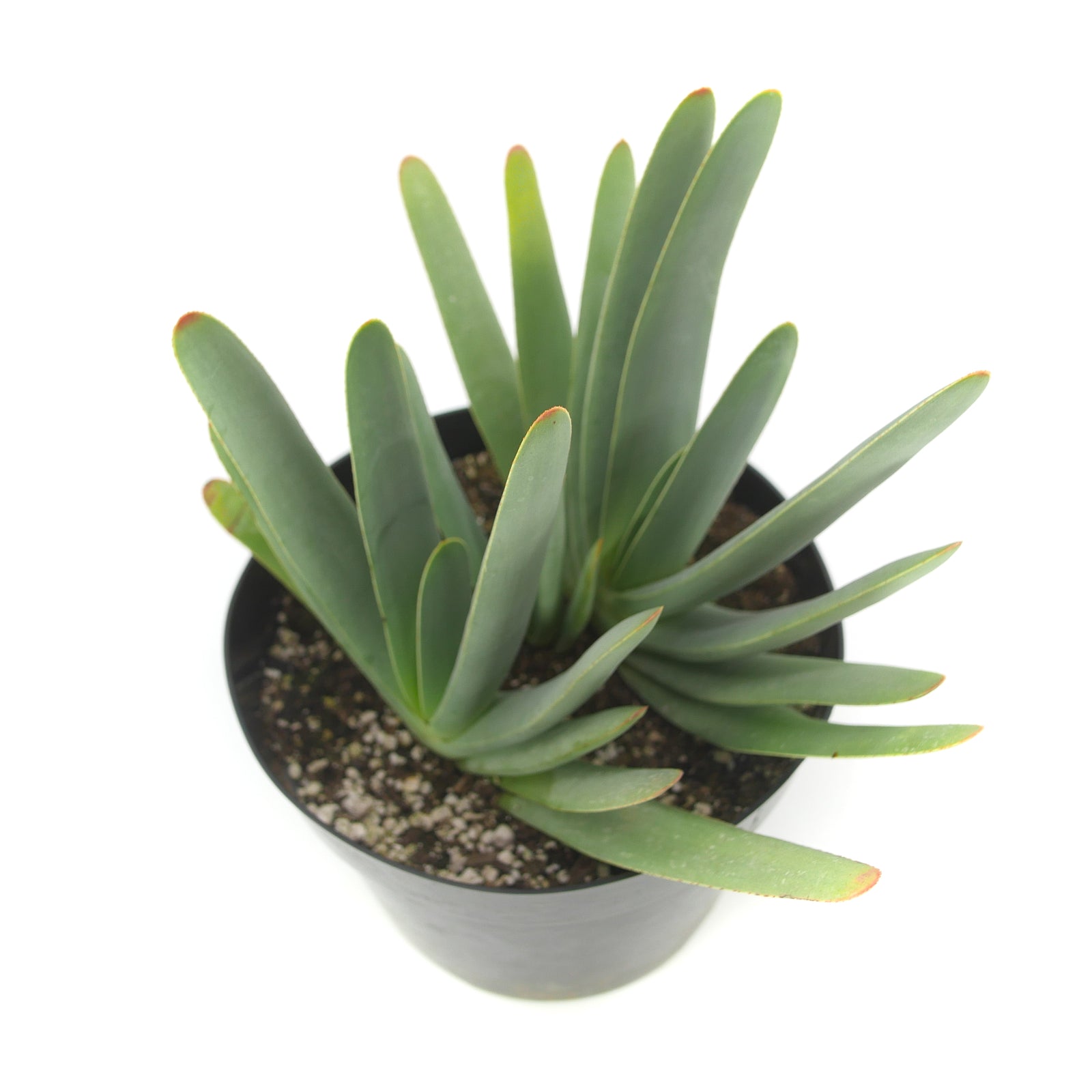 succulent that looks like a fan Aloe plicatilis