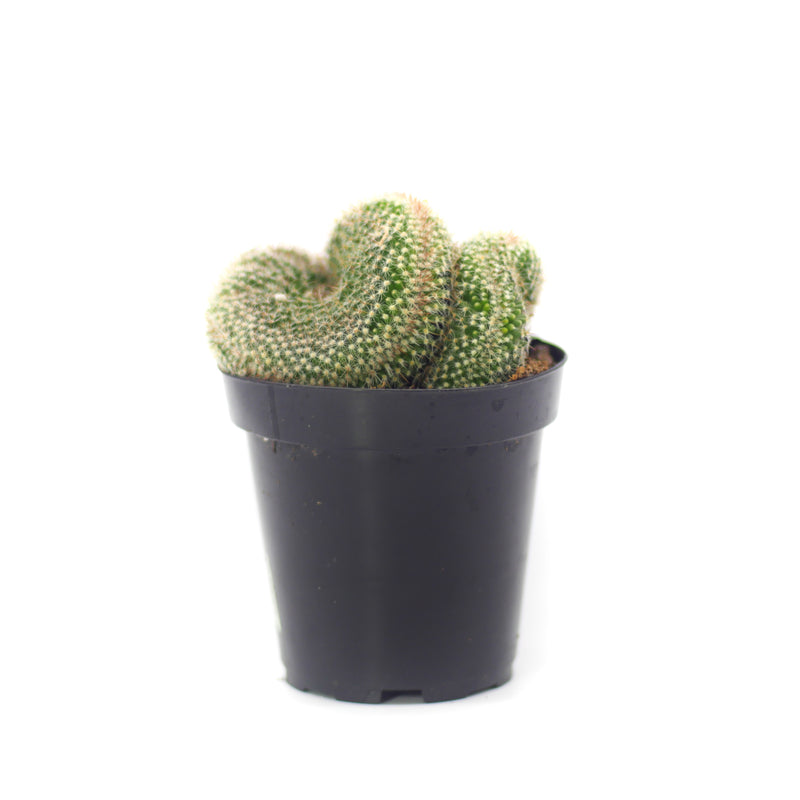 Red Cap Crested Cactus | Mammillaria Cristata