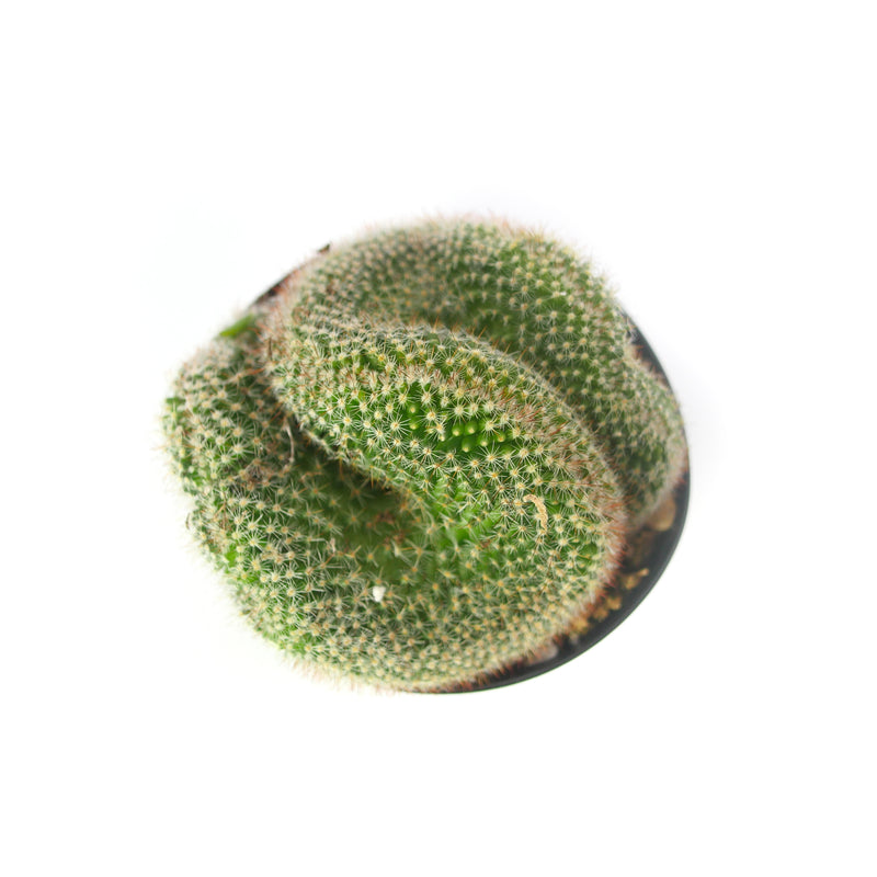 Red Cap Crested Cactus | Mammillaria Cristata