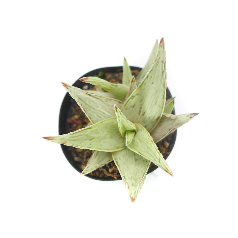 Aloe Snow Drift | Aloe Hybrid
