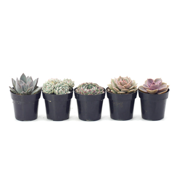 Pastel Succulents Variety - 5 Pack