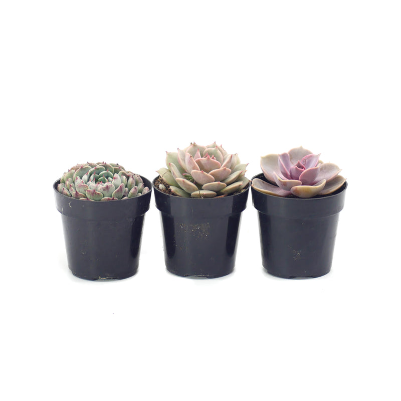 Pastel Succulents Variety - 3 Pack