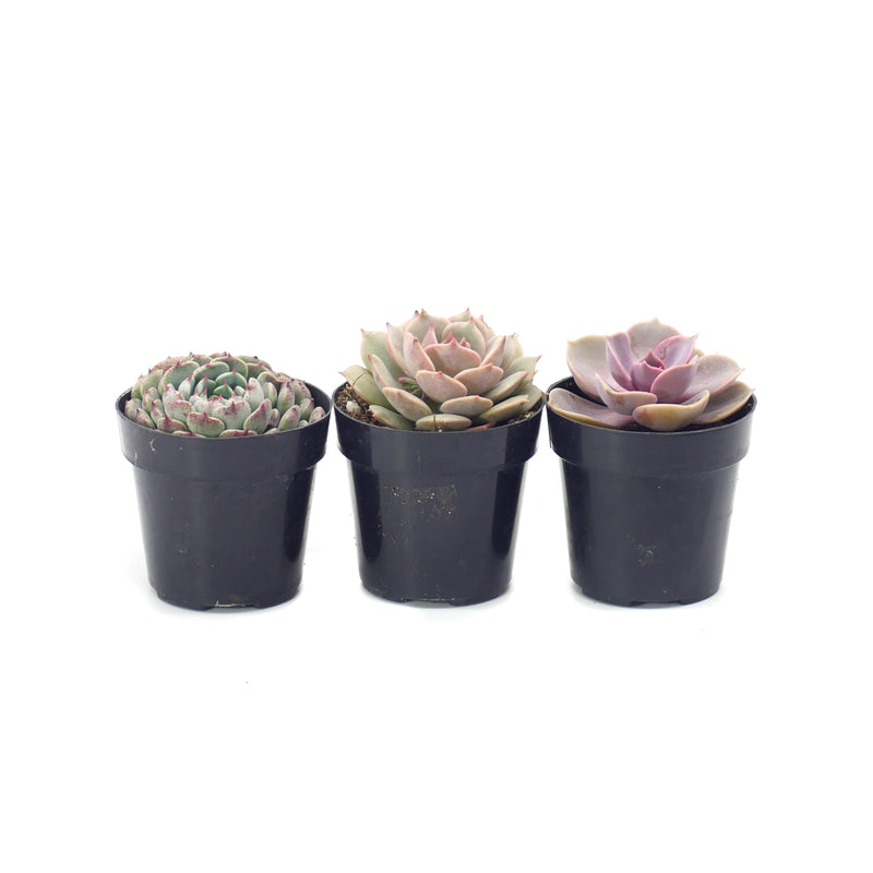 assorted succulent pots Assorted Rosette Succulents – Lazy Gardens