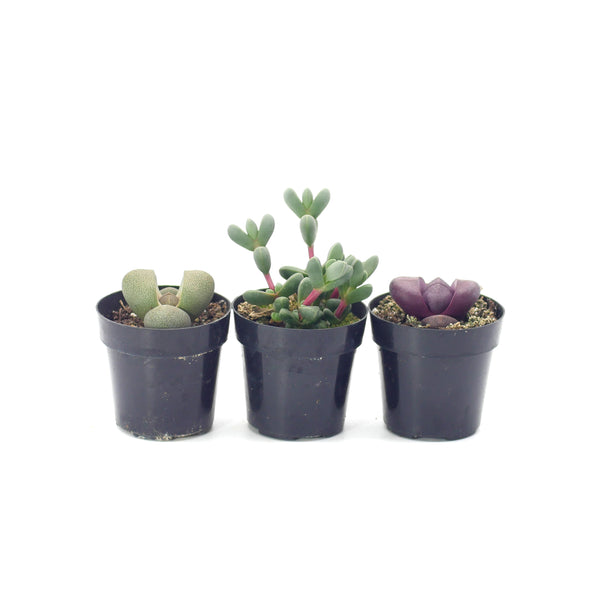 Living Stones Variety - 3 Pack