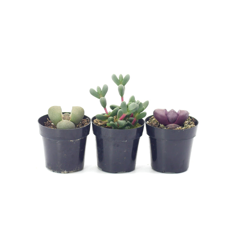 succulent mimicry Assorted Mimicry – Lazy Gardens