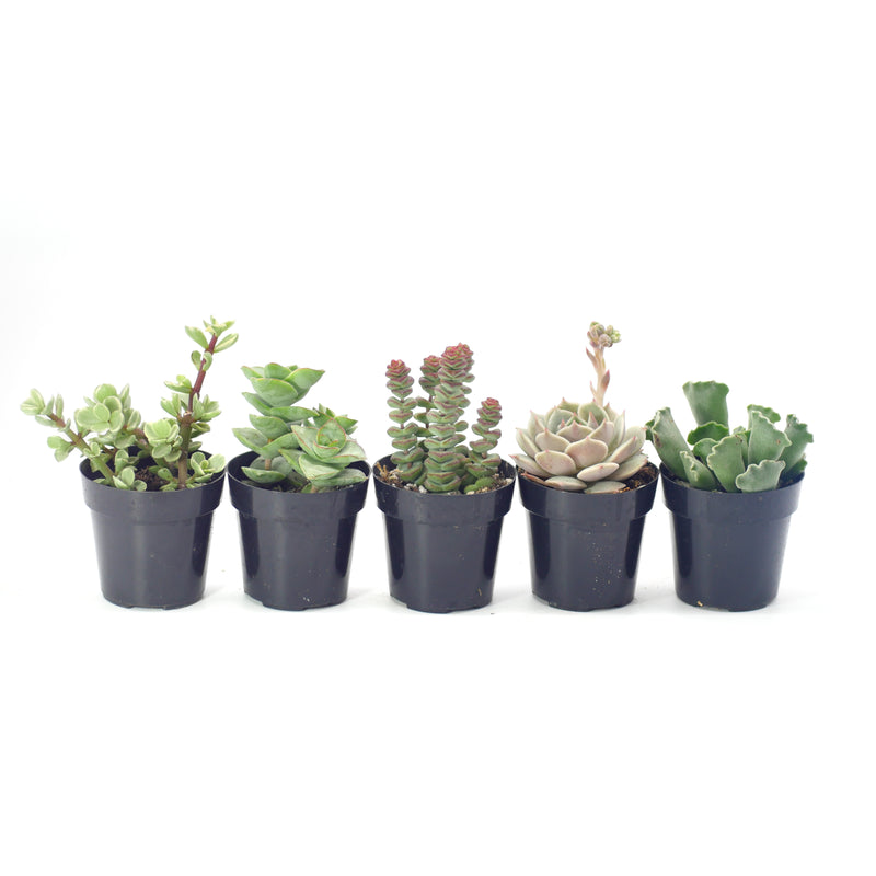 Beginner Plants Variety - 5 Pack