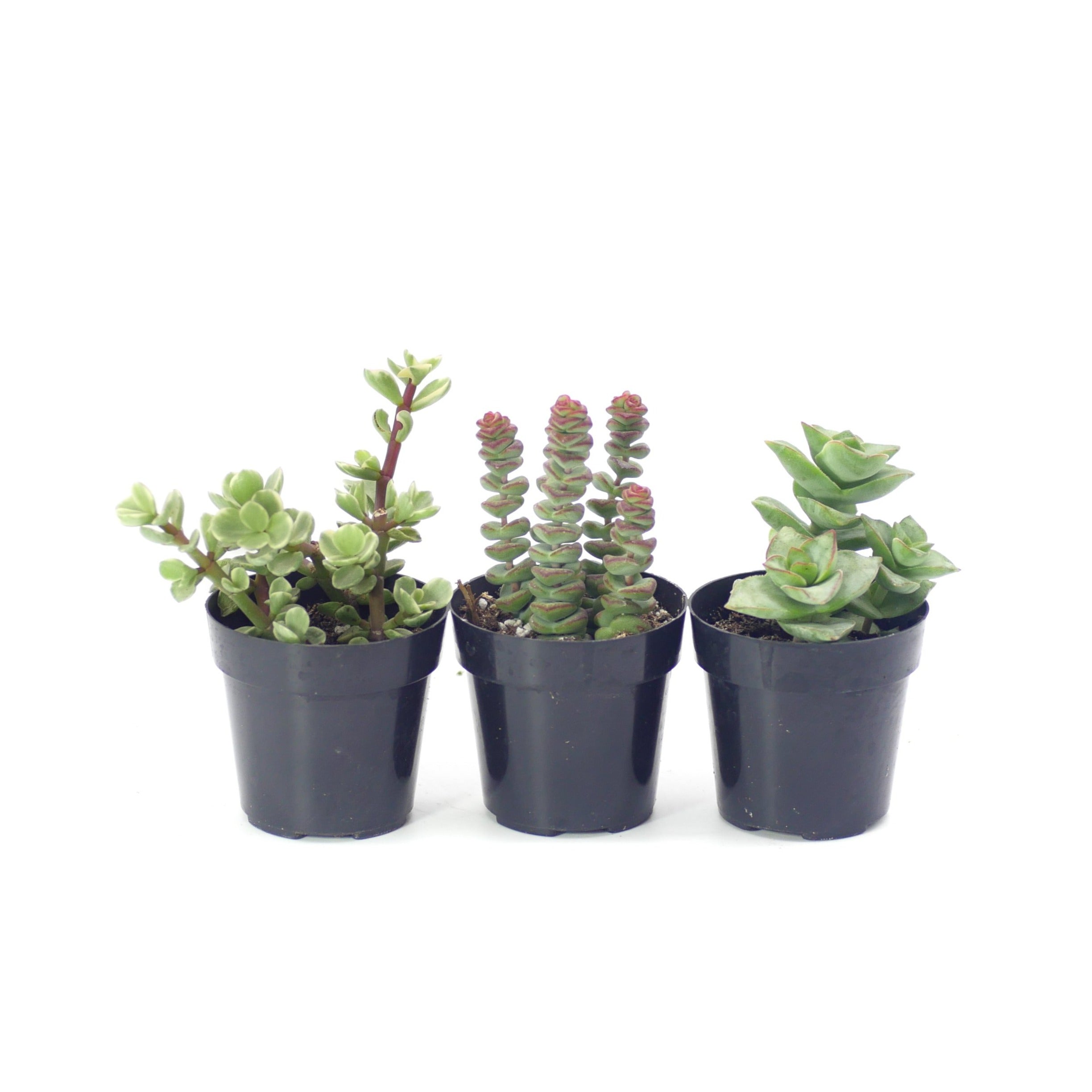 smart planet succulents Assorted Beginner Plants – Lazy Gardens