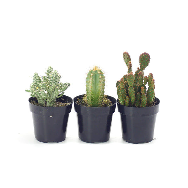 Cactus Variety - 3 Pack