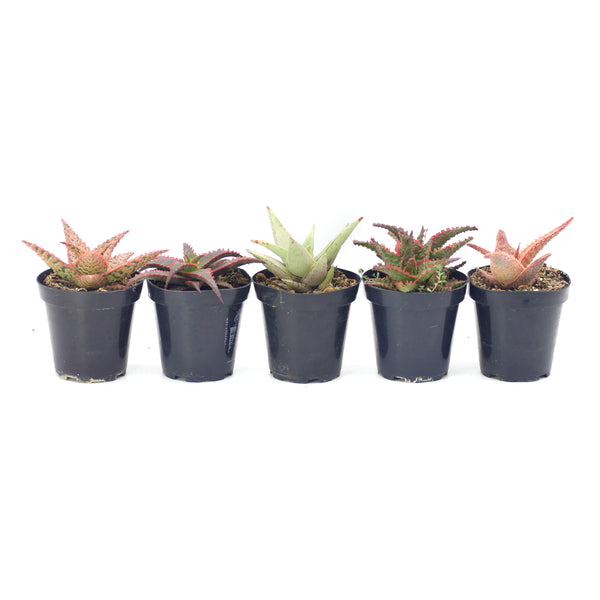 Aloe Variety - 5 Pack