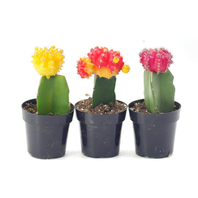 Moon Cactus Variety - 3 Pack